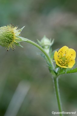 Developing fruit and flower